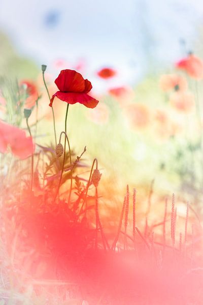Un champ de coquelicots par Bob Daalder