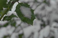 Macro photo ice on leaf