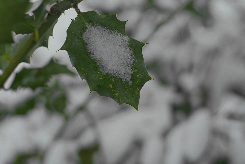 Macro photo ice on leaf by Wies Van Erp