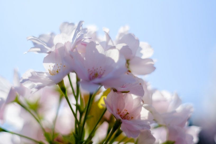 Japanse kers von Joke Beers-Blom