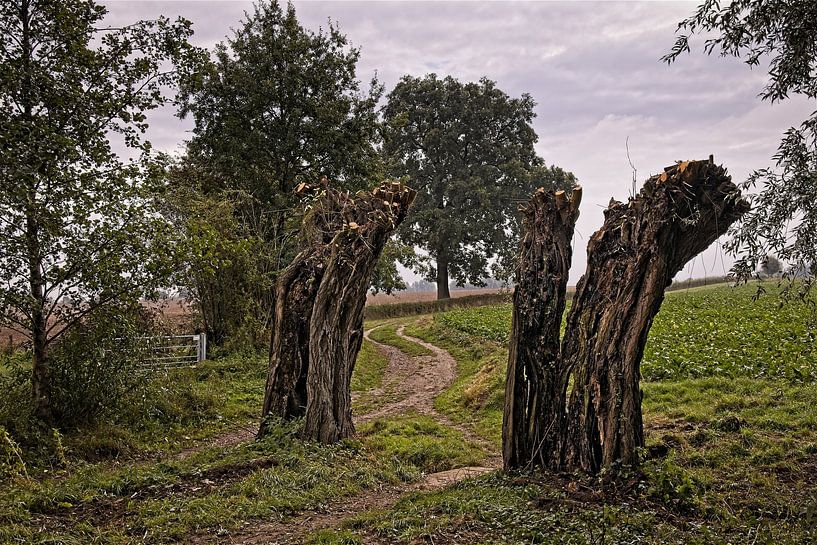 Willows Weustenrade by Rob Boon