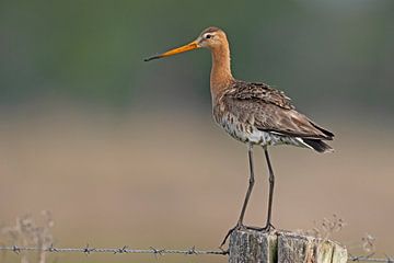 Black-tailed godwit in the morning light. by Dirk Claes