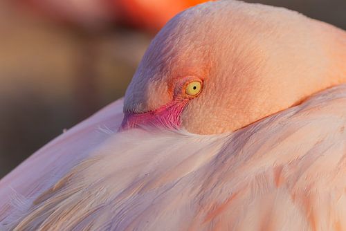 Waking in soft pink - Greater Flamingo by Triki Photography