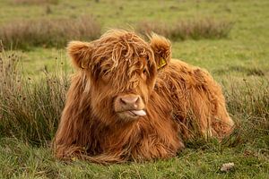 Junger schottischer Highlander mit Zunge aus dem Mund