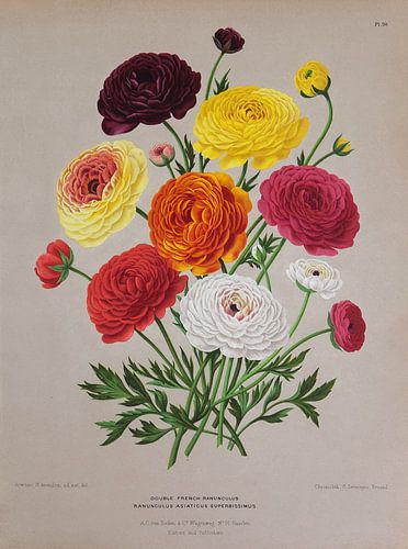 Ranunculus