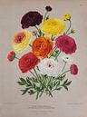 Ranunculus by Teylers Museum thumbnail