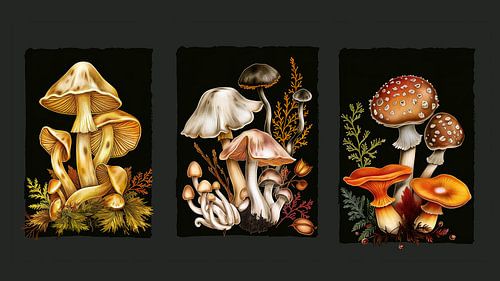 drieluik paddestoelen op zwarte achtergrond