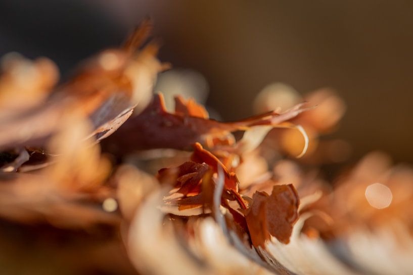 Bouleau &amp; bokeh par Sia Windig