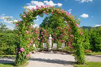 Rozentuin in de zomer