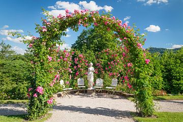 Rose garden in summer by Markus Lange