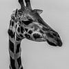 Portrait de girafe sur Adri Vollenhouw