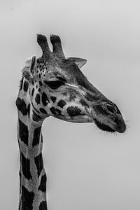 Portret van giraf van Adri Vollenhouw