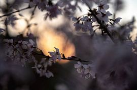 flowers part 273 by Tania Perneel