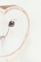 Kerkuil aquarel met lichte achtergrond, minimalistisch