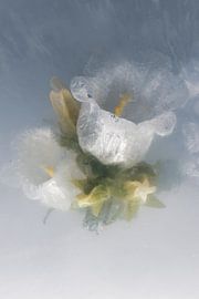 Glockenblume in Eis 2