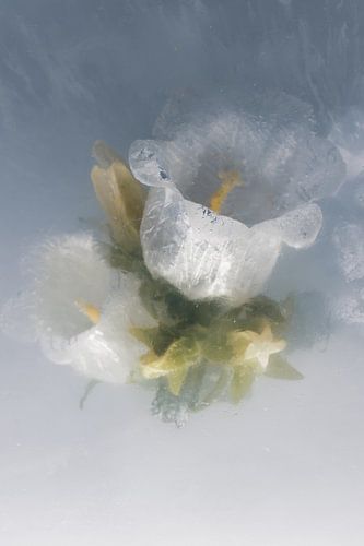 Campanule dans la glace 2 sur Marc Heiligenstein