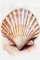 Jakobsmuschel in Aquarell