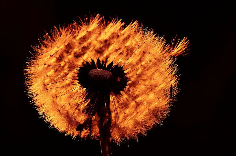 Backlight by Paul Arentsen