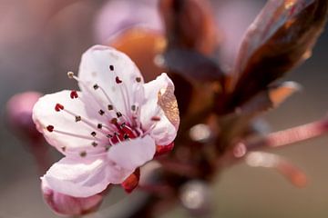 Kirschblütenknospe von Kurt Krause