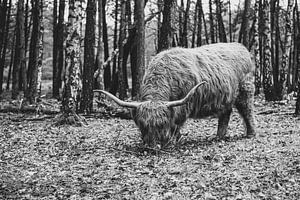 Schotse Hooglander - Bussumerheide
