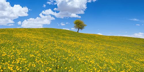 Paardenbloemweide