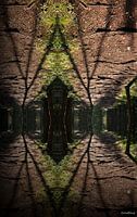 Spiegelend bos
