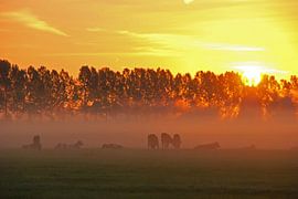 zonsopkomst met koeien in de mist by Marten Wieringa