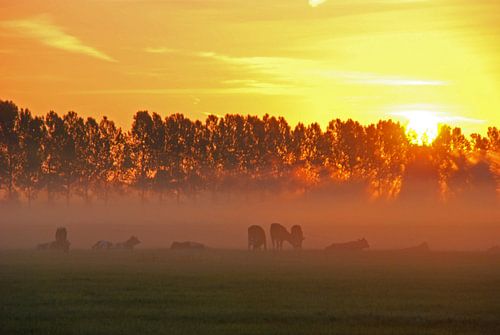 zonsopkomst met koeien in de mist