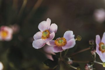 Pastel kleurige Helleborus bloem | fine art foto print | Collectie botanisch van Sanne Dost