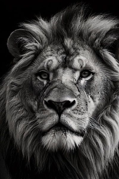 Schwarz-Weiß-Porträt eines imposanten Löwen von Art & Soul Creations