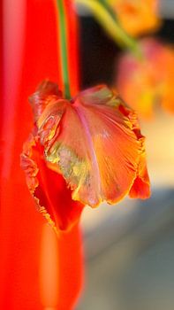 Französische Tulpe in einer roten Vase.