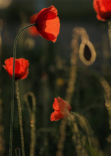 Mohnblumen im goldenen Morgenlicht