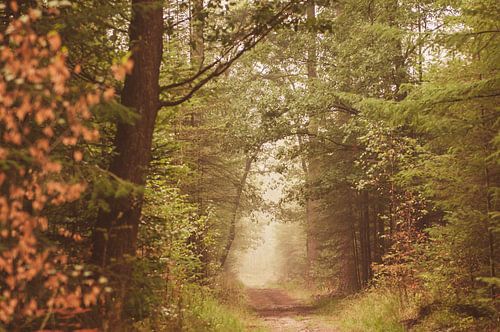 Les étagères d'automne Gambeson