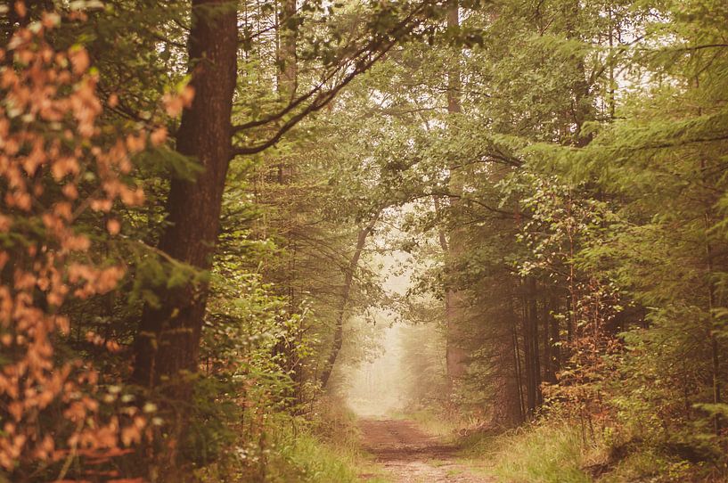 Herfst Planken Wambuis van Nancy van Verseveld