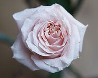 Lothringer Rose