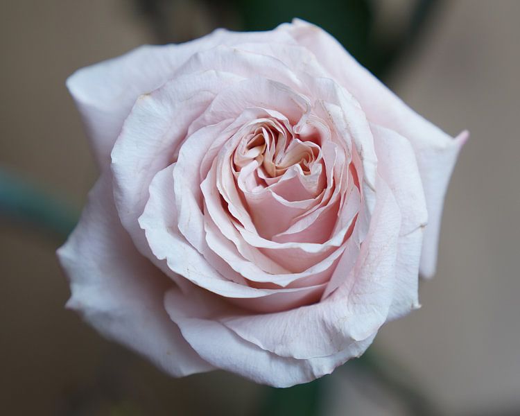 Lothringer Rose von Excellent Photo