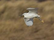 Landende Kleine Zilverreiger bij Borssele van Marcel Klootwijk thumbnail