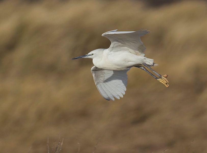 Landende Kleine Zilverreiger bij Borssele van Marcel Klootwijk