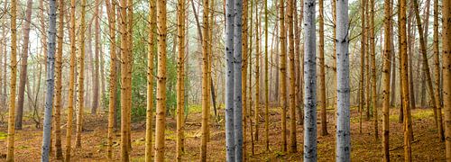 Birkenwald-Panorama 2, teilweise schwarz-weiß