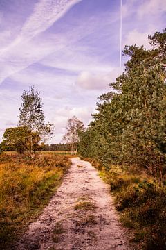 Herbstliche Pracht der Veluwe - Trail Nr. 3