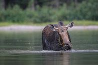 Moose cow eating water plants in Lake Glacier National Park in Montana, USA by Frank Fichtmüller thumbnail