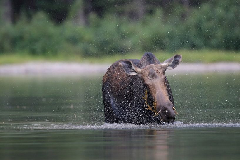 Moose cow eating water plants in Lake Glacier National Park in Montana, USA by Frank Fichtmüller