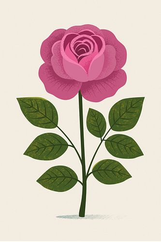 Engelse Tuinroos, botanische illustratie in minimalistische stijl