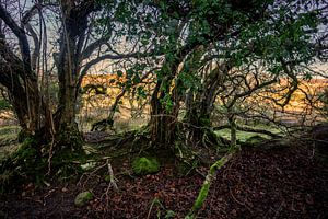 Mysteriöse Bäume in Irland