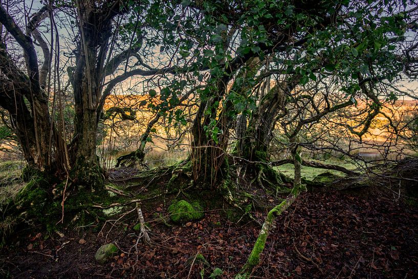 Mysterious trees in Ireland by Bo Scheeringa Photography
