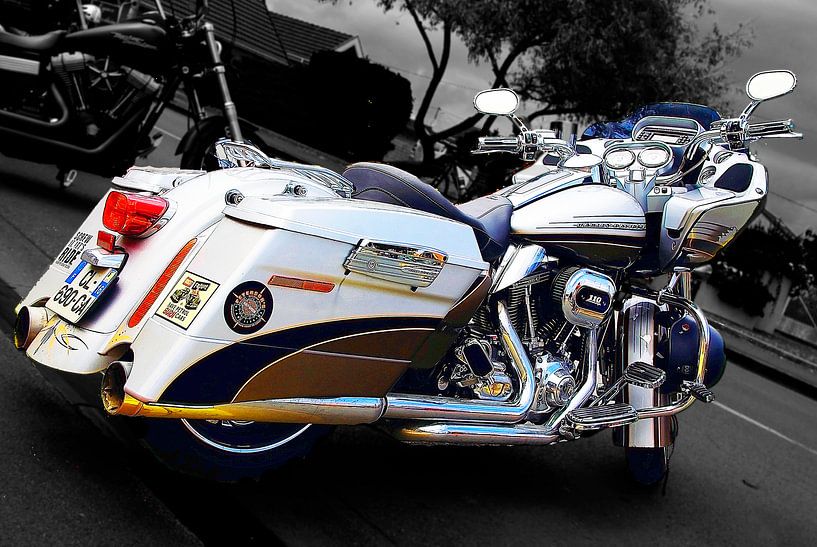 American Beauty by Doms Photos