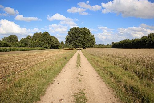 Fields in Laren near the Engh