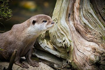 Close up van een nieuwsgierige Aziatische Dwerg-Otter bij boomstronk van Wildlife Designs