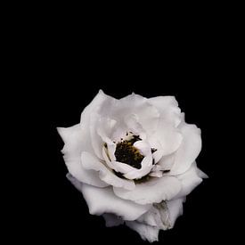 Rizwana Khan photo de profil