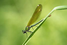 Macro libellule sur Michael Gornig
